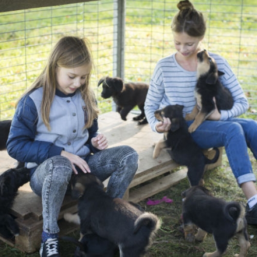 6a klasės mokiniai lankėsi Šiaulių gyvūnų globos namuose „Šiaulių letenėlė“